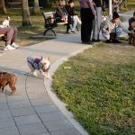 Dog Parks in Houston