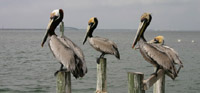 Laguna Atascosa National Wildlife Refuge